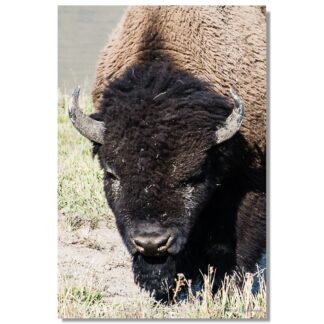 Bison im Yellowstone, Wyoming