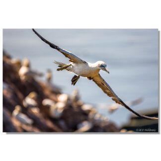 Basstölpel auf Helgoland III
