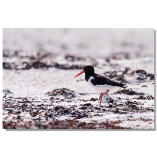 Austernfischer, Helgoland-Düne