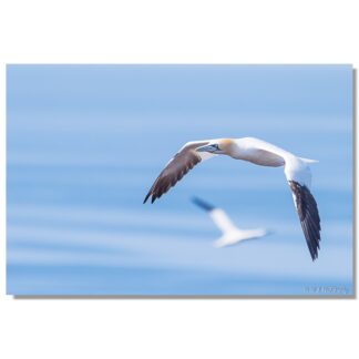 Basstölpel auf Helgoland IV