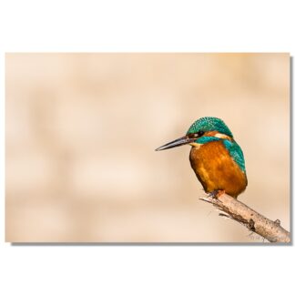 Eisvogel in Paderborn I