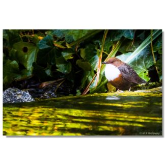 Wasseramsel an der Pader II