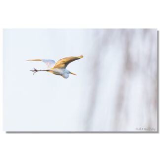 Silberreiher im Flug I
