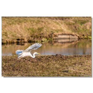 Silberreiher im Flug II