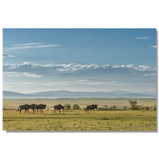 Gnuherde, Masai Mara, Kenia
